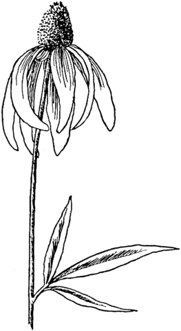 Ratibida Pinnata Pinnate Prairie Coneflower Coloring Page